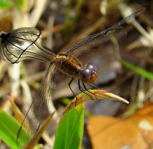 Creation of Dragonfly: Step 2